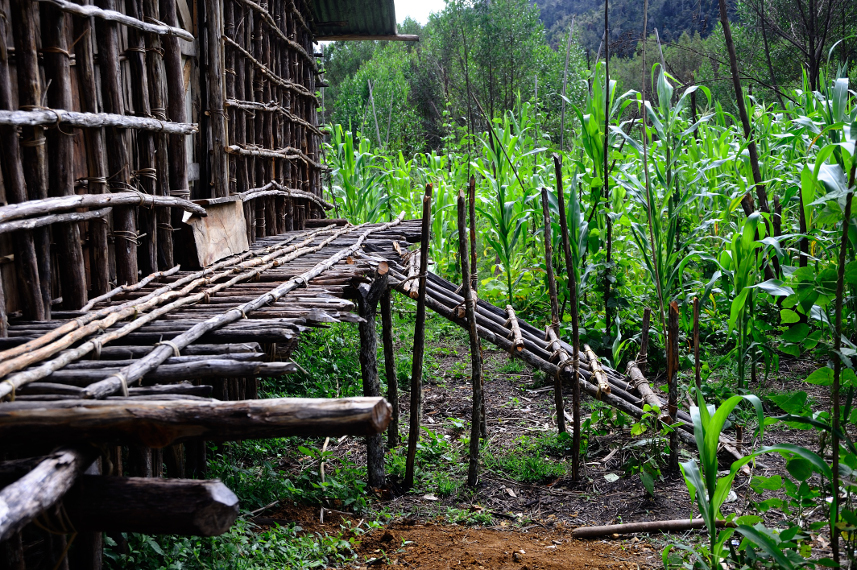 Rumah Kaki Seribu: Arsitektur Mengagumkan dari Tanah Papua