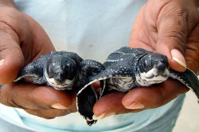 Jamursba Medi Beach Papua Where leatherback turtles lay eggs