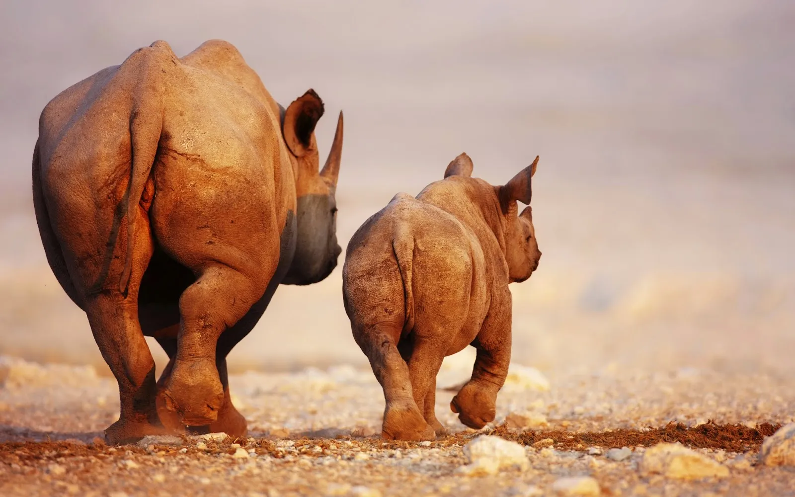 The fate of one-horned Javan Rhino on Mount Anak Krakatau