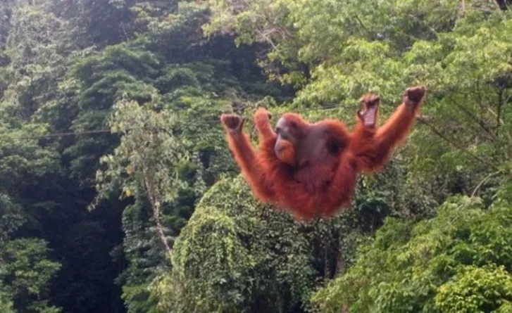 Leuser Ecosystem Area, Natural Habitat For Animal
