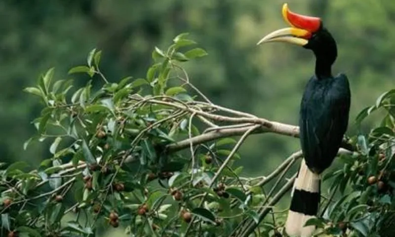 Hornbill bird, Dayak Tribe Bird