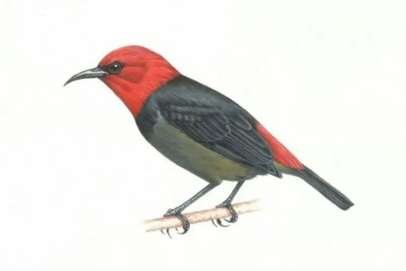 Phylloscopus rotiensis, Spesies Baru Burung di Kawasan Wallacea