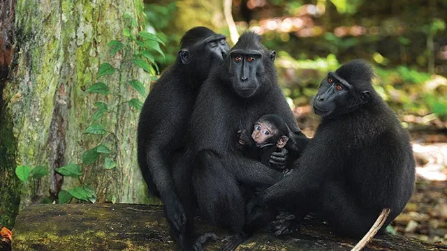 Yaki, Monyet Hitam yang Langka dari Sulawesi