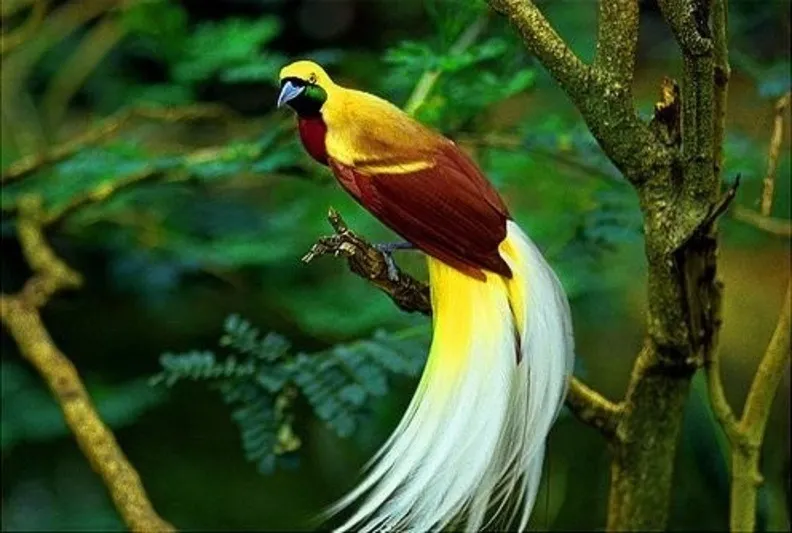 Cendrawasih, Burung Cantik dari Papua Yang Langka