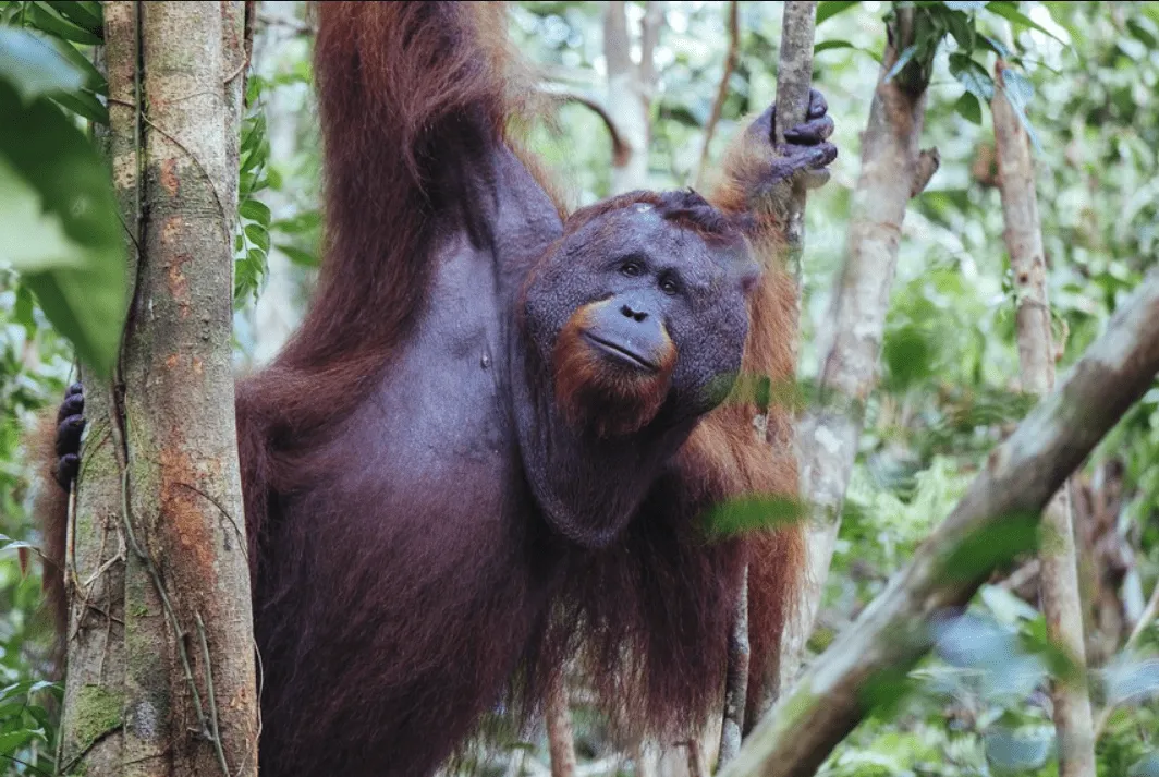 Menyapa Orangutan di Taman Nasional Tanjung Puting