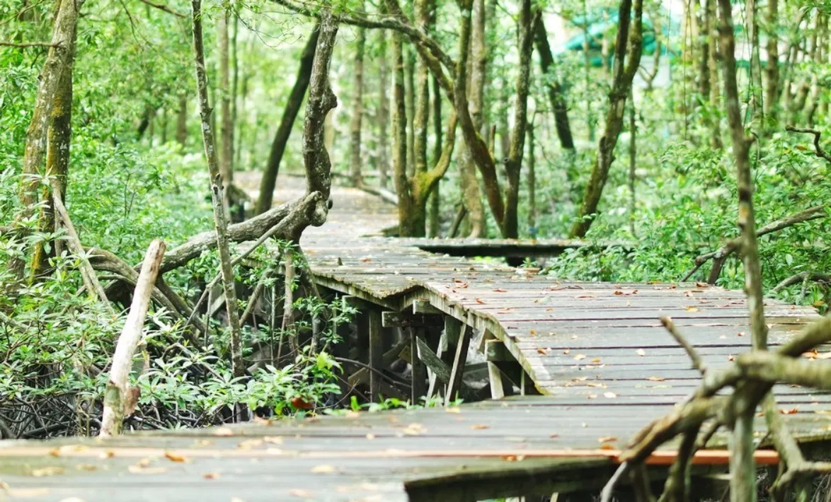 Melihat Aksi Lincah Bekantan di Hutan Wisata Mangrove Tarakan