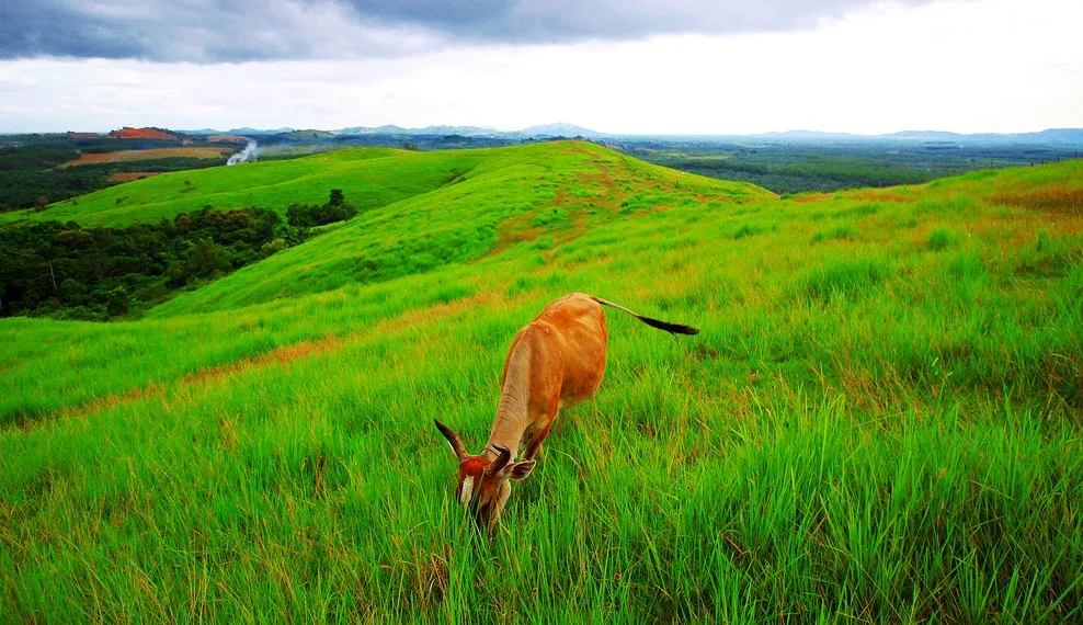 Bukit Rimpi, Bukit Teletubbiesnya Kota Pelaihari Kalimantan Selatan