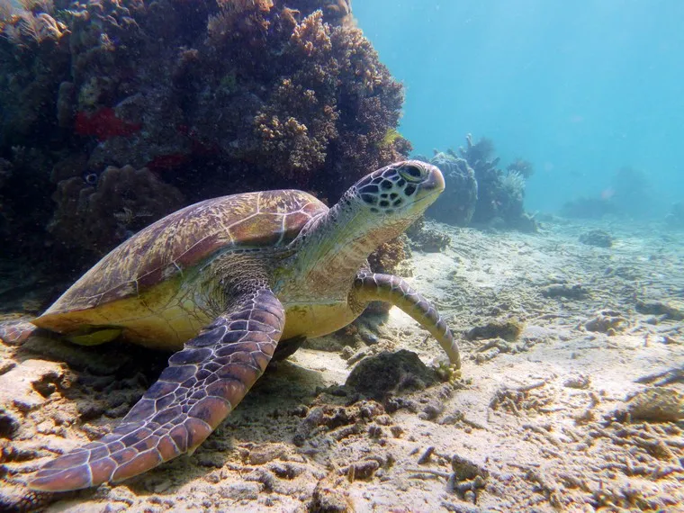 Diving into the Underwater Paradise of the Derawan Islands